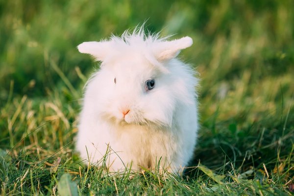 Le processus idéal pour calmer un lapin extra nain